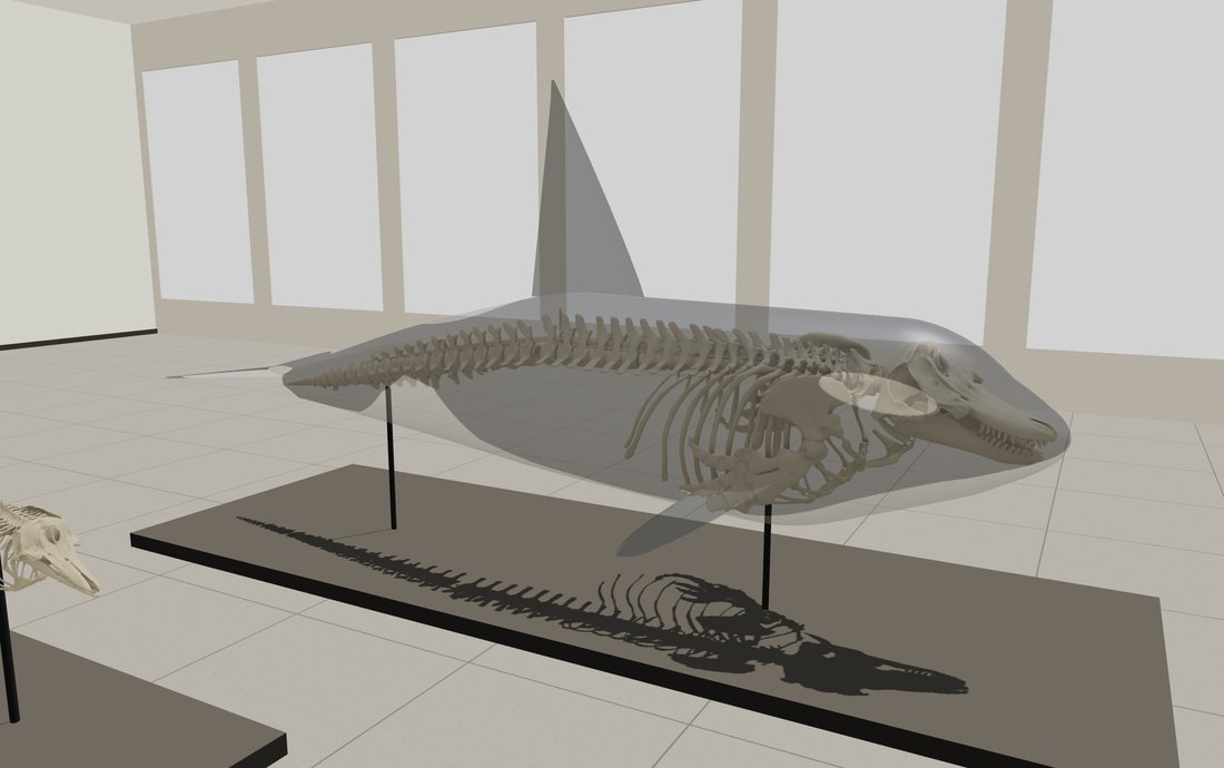The skeleton of an adult male killer whale inside its see-through body, dorsal fin raised, in a bright museum gallery
